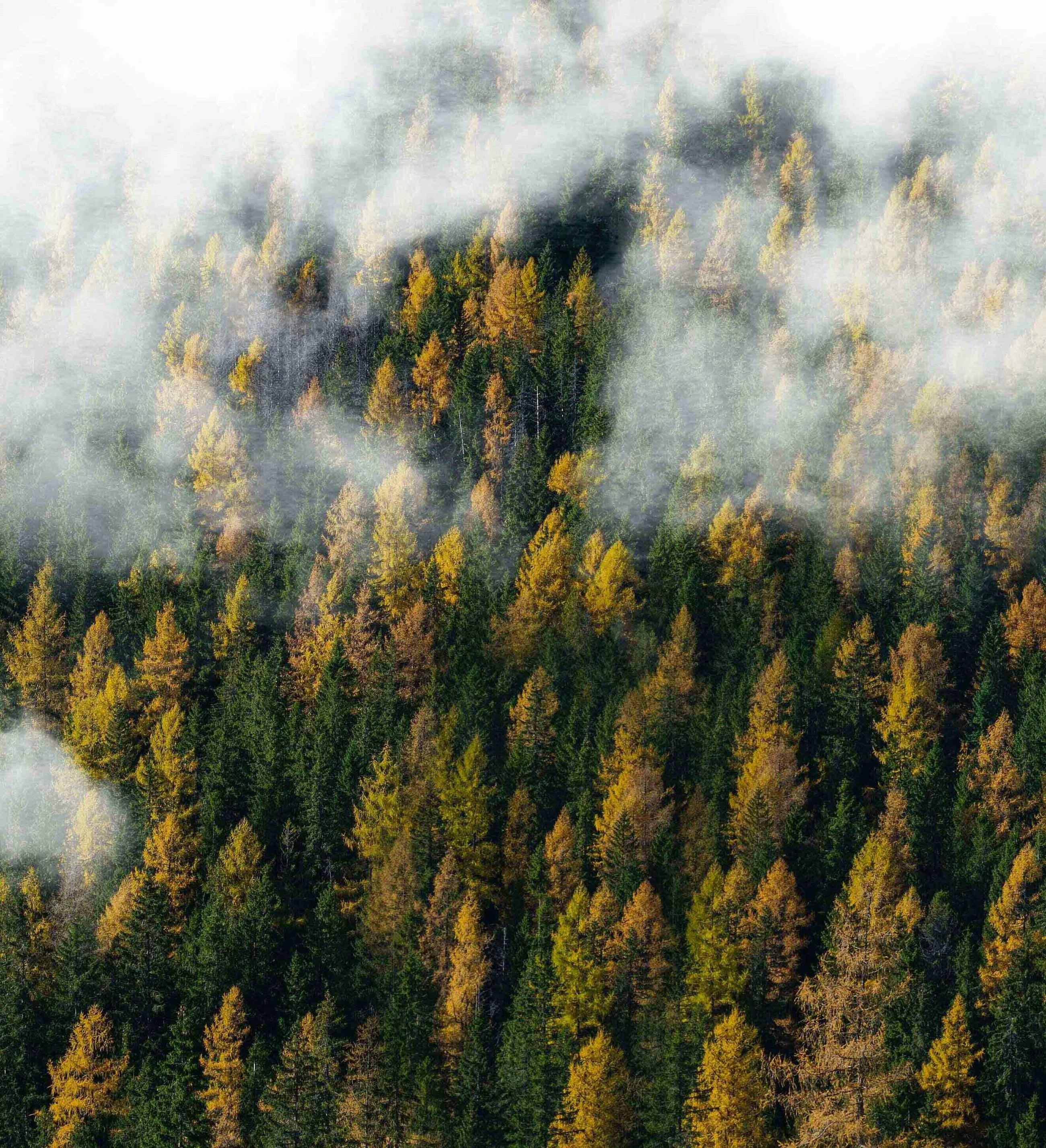 Pexels stefan stefancik 91228