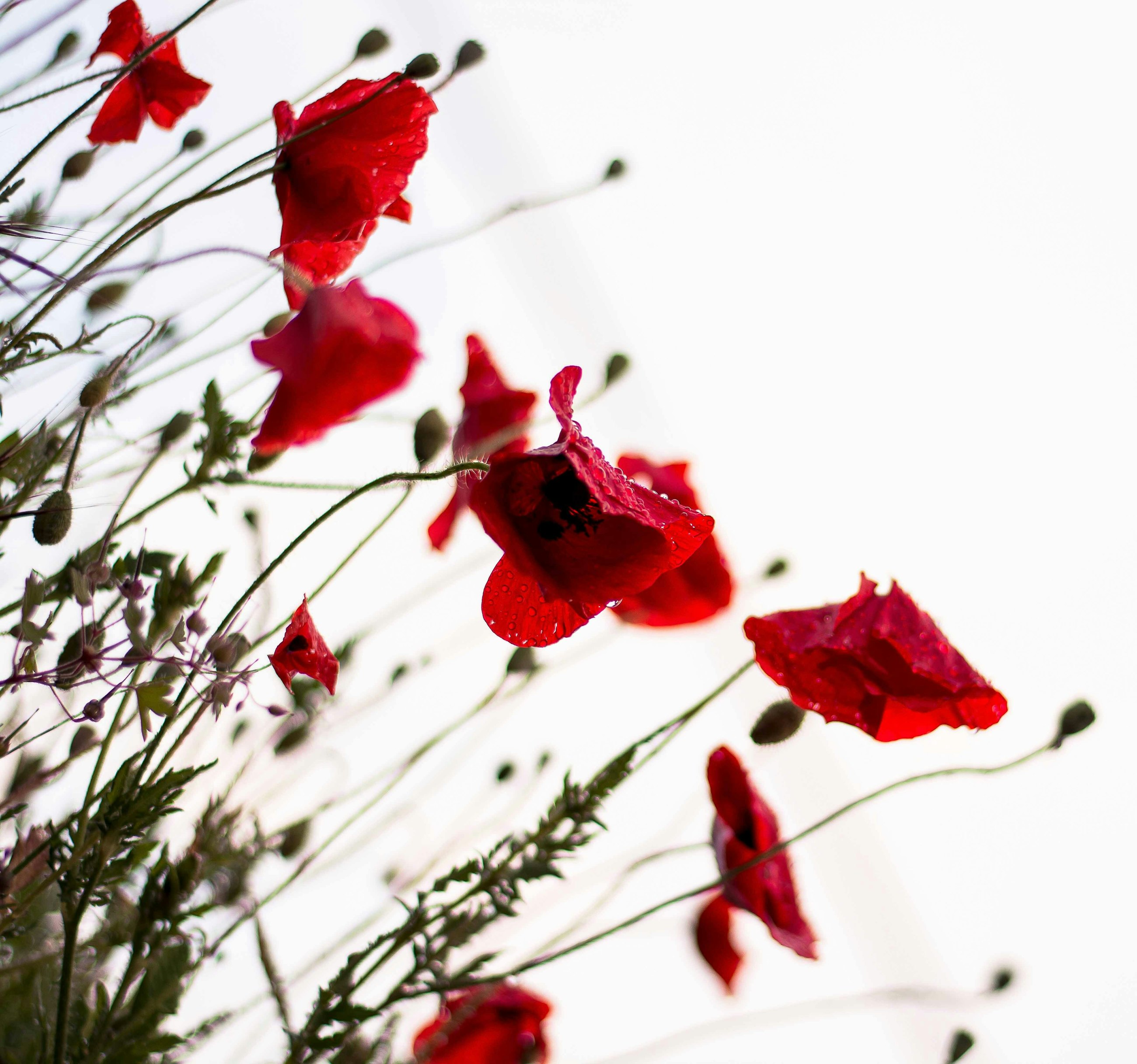 Monica galentino zjk0 Tx6 M6 Q unsplash