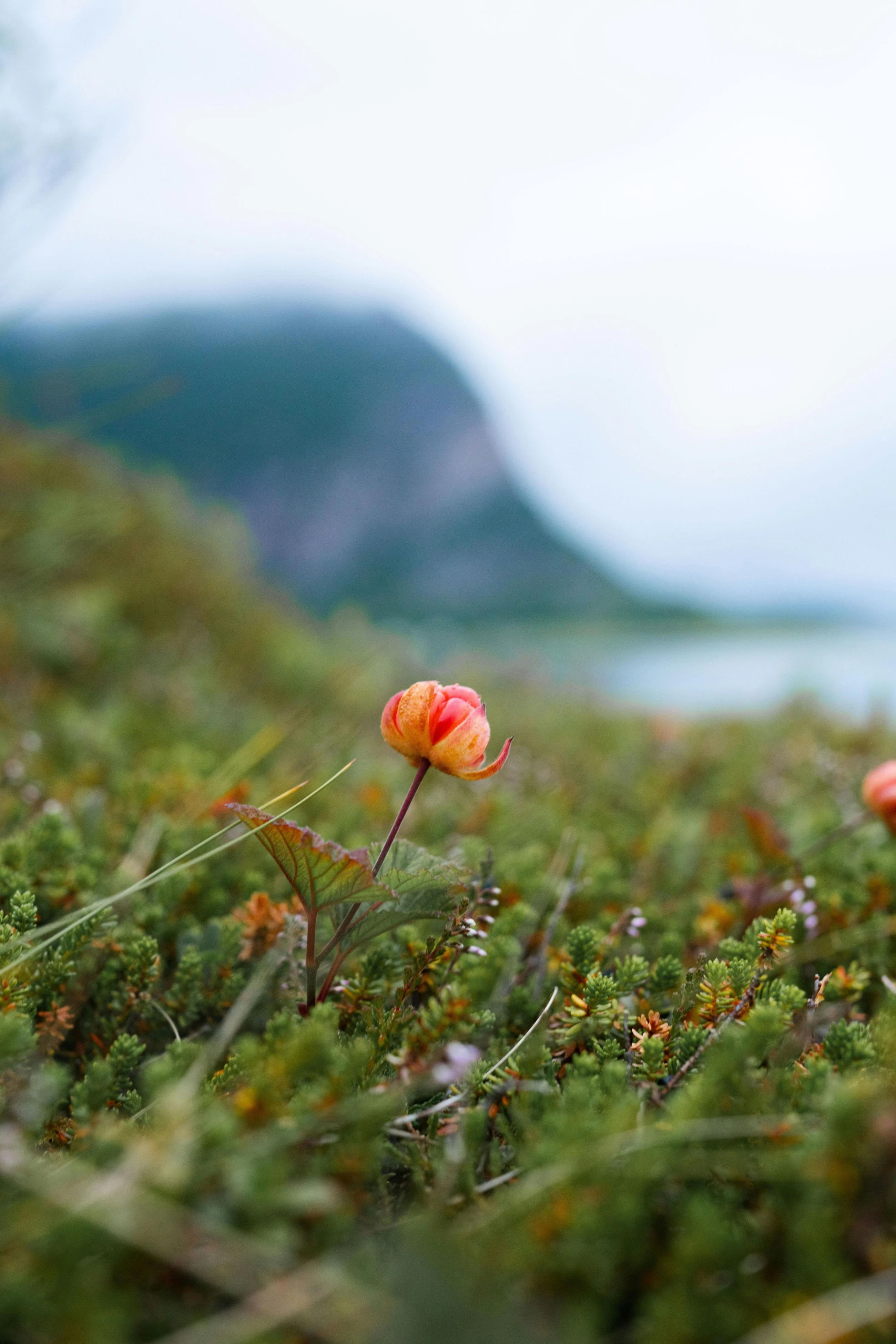 Pexels tilldaling 12225706